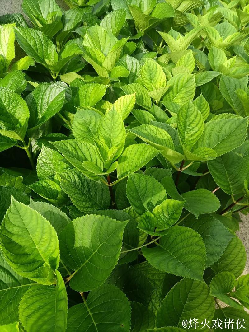 青青草视频网:绿色观影新体验 青青草视频网:绿色观影新体验